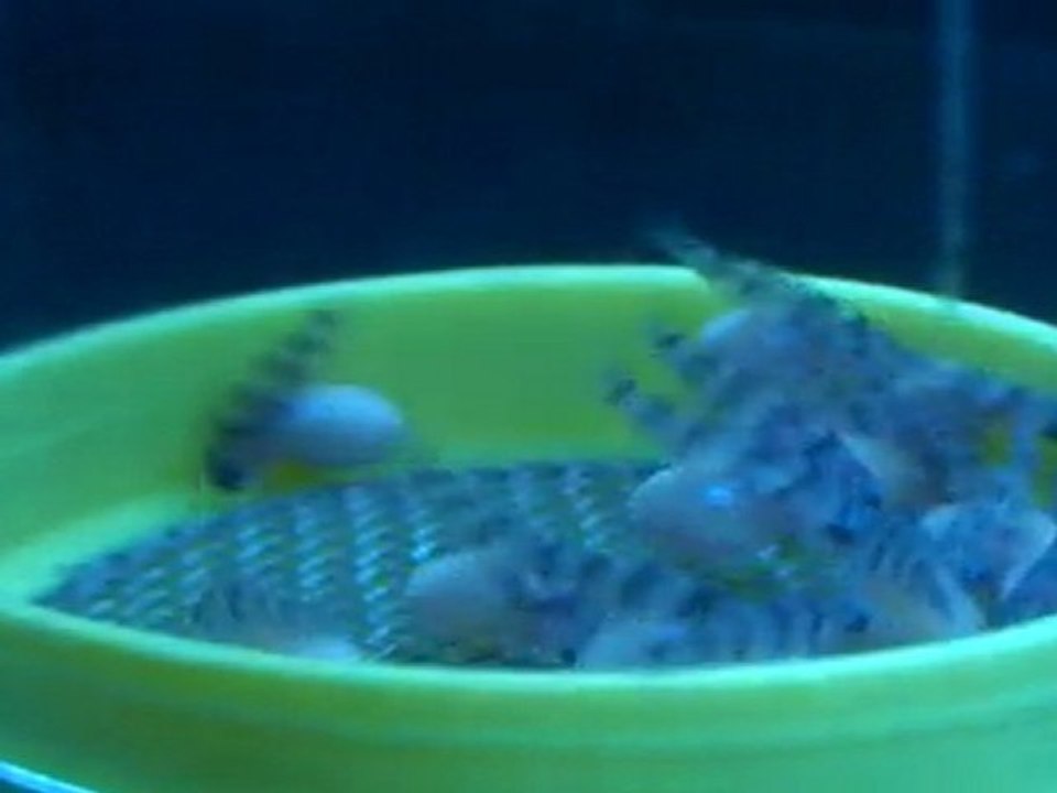 FRONTOSA BLUE ZAİRE MOBA YUMURTALARI  12.04.2011  SAAT:16.00