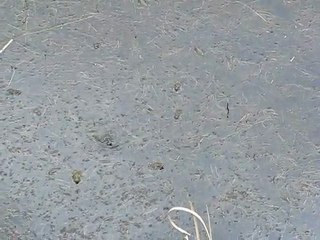 Grenouilles du Teich