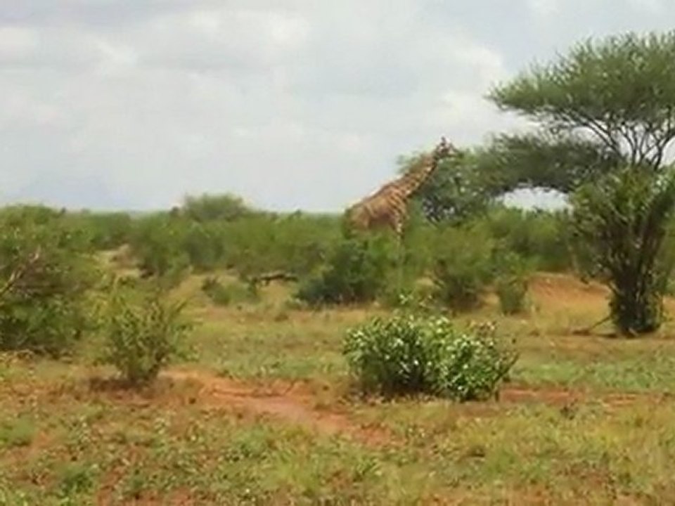 safari1.2