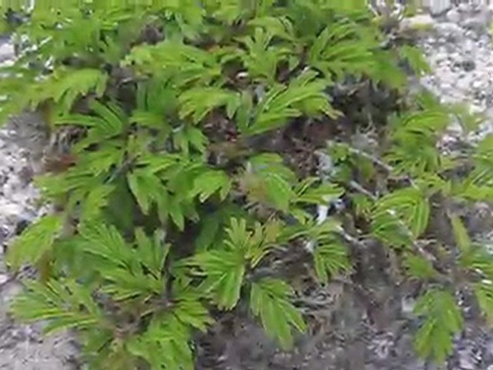 Descubre el Bosque Enano Unico en Honduras