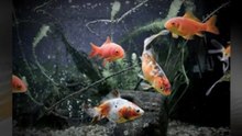 Gold Fish Care