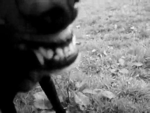 mes chiens de vrais monstres !! comme acteur