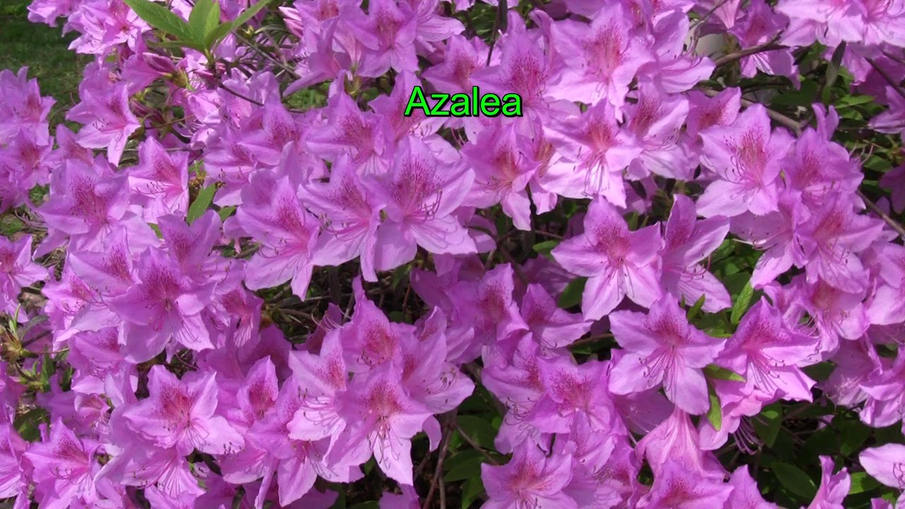 Azalea