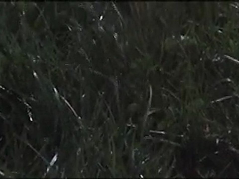 Gilles Deleuze - La méthode de l'herbe
