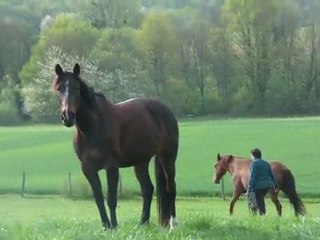 12.04.2011.  le licol