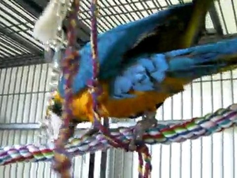 Lola, mon ara ararauna