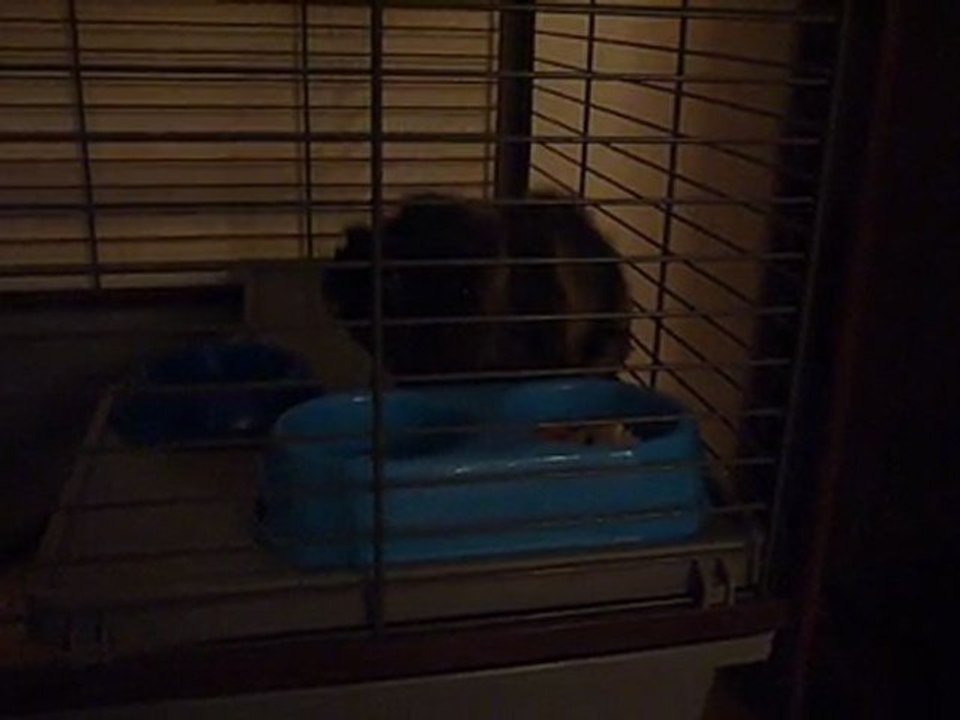 Le chant du cochon d'inde