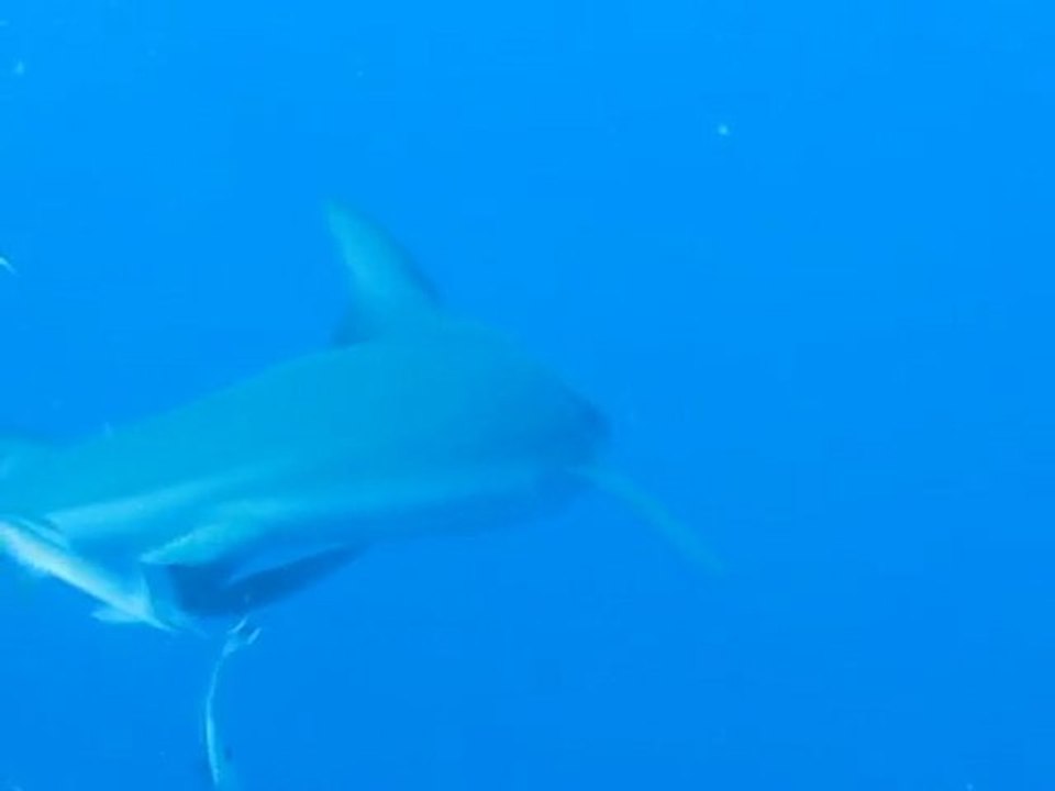Rencontre dans le bleu