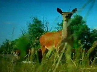 Ekologiczna Hodowla Danieli i Jeleni w Pławinie