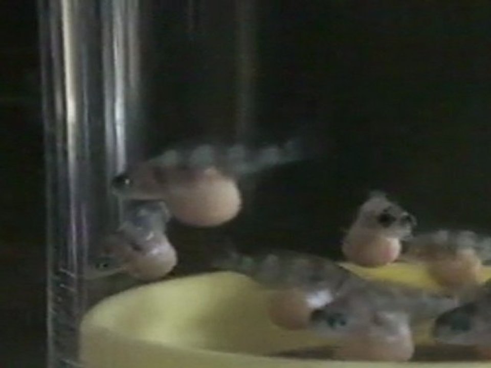 BLUE ZAİRE MOBA YUMURTALARI  16.04.2011  SAAT.18.00