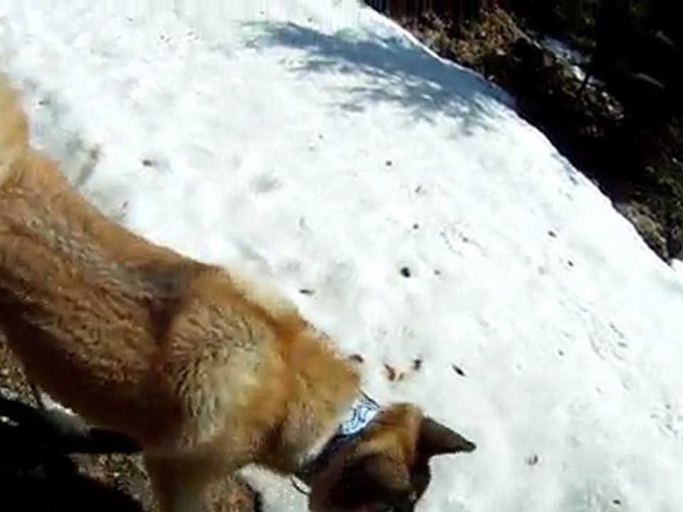 2011-04-16 - >Forêt Revard (Crolles) - 3