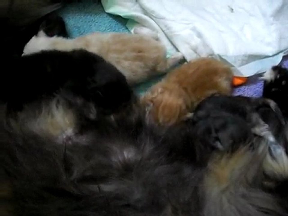 Les Princes de Sang-Mêlés