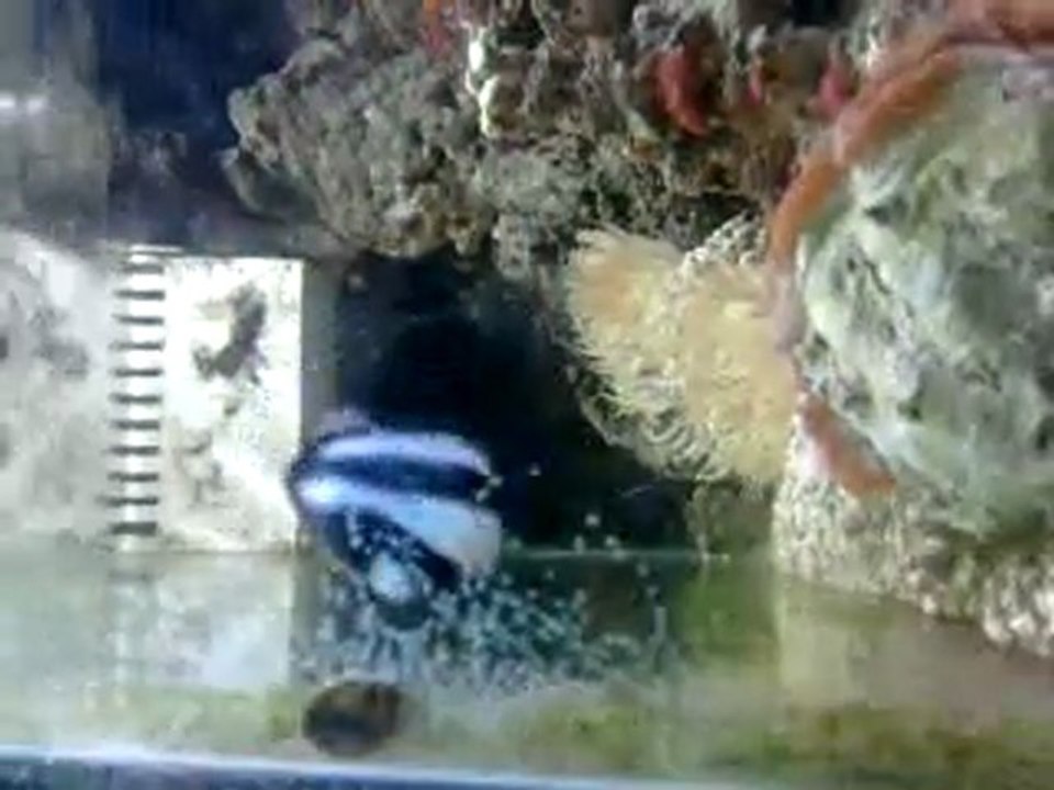 Damsel yumurta döküyor