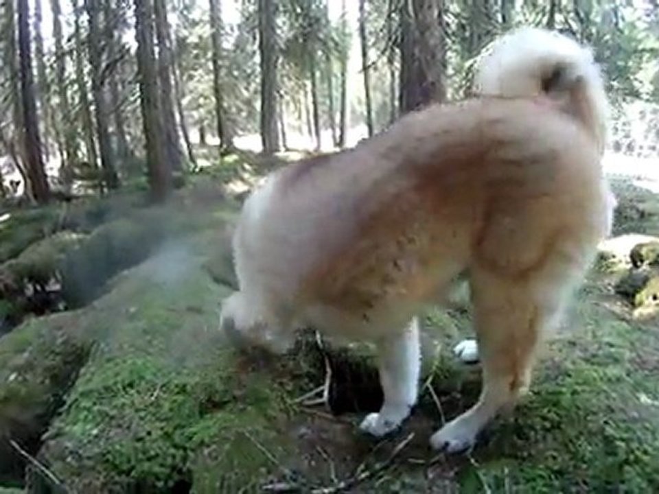 2011-04-16 - >Forêt Revard (Crolles) - 6