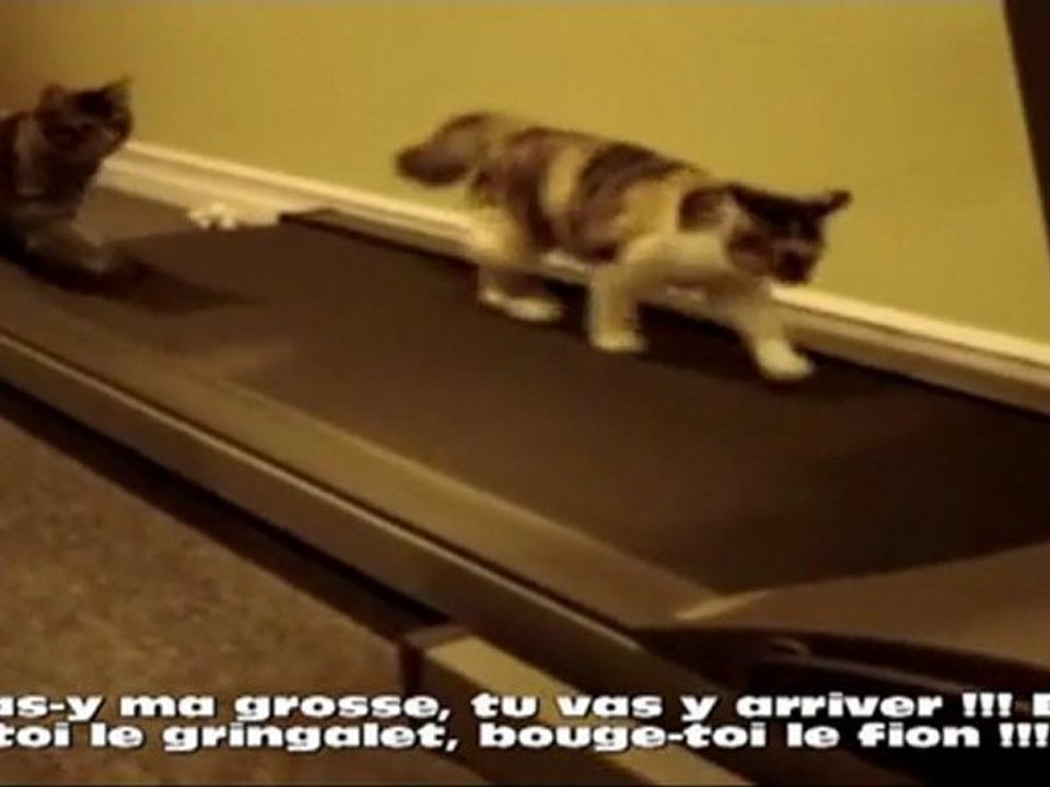 Chats en cadence