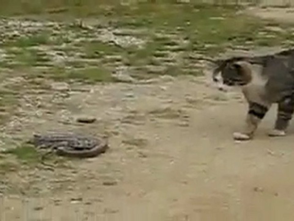 chat vs serpent
