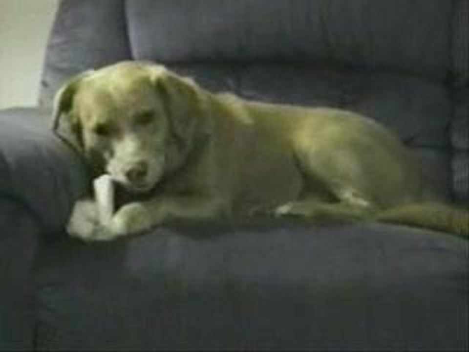 chien-bete