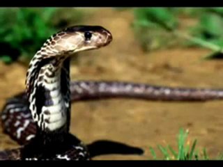 Feyzullah Koç -  Yilanin Aski - hikmetli.com