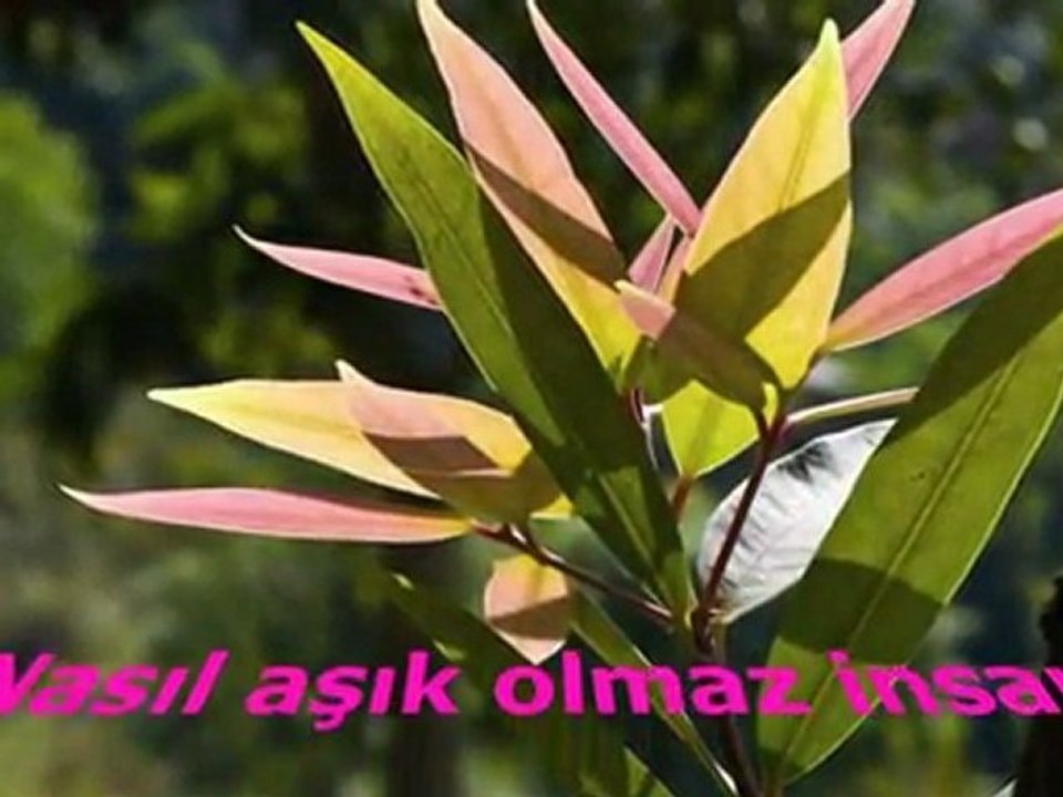 Annem