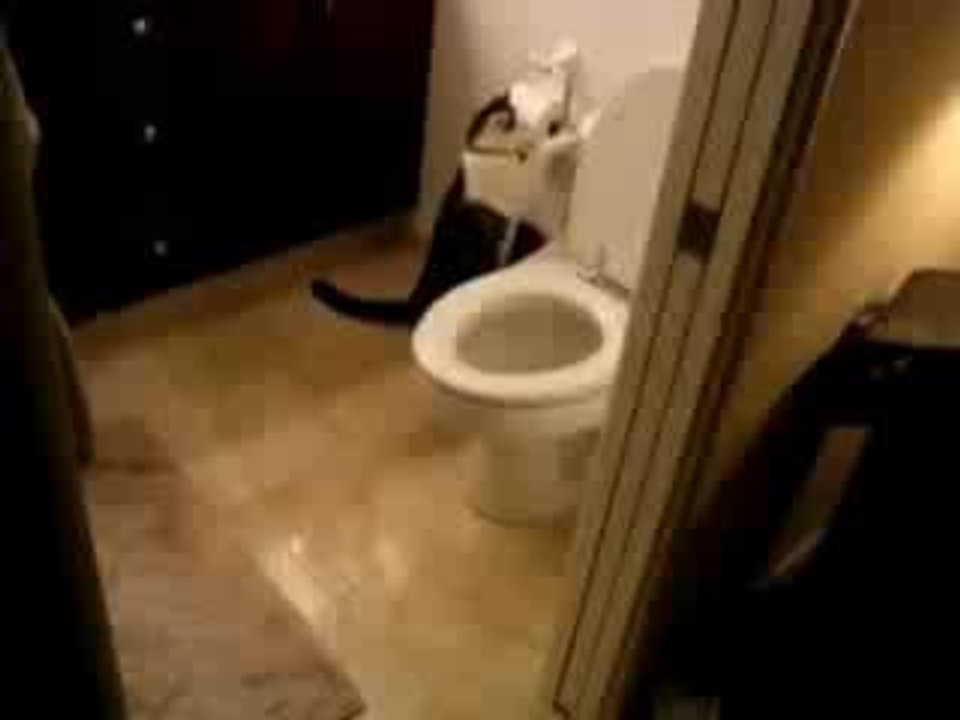 Obsession féline ...