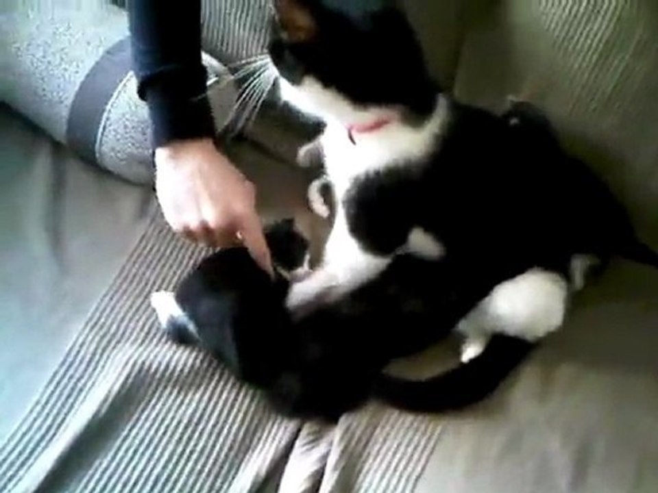 cam's cat 2011