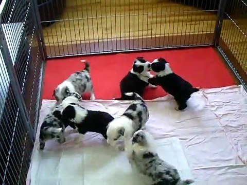 chiots de dixie et voice 3 semaines et demi