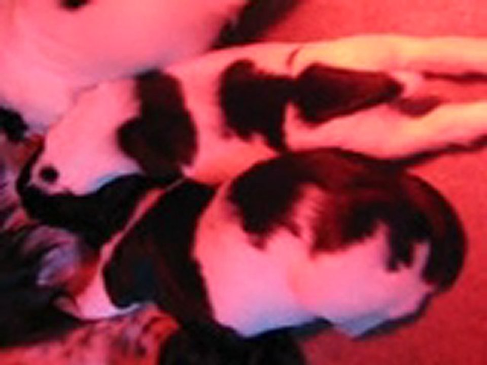 les bébés de belette 2011