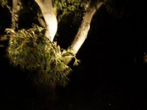 Outdoor Low Voltage Landscaping Lighting/ 954 224 5119/ O C Landscaping