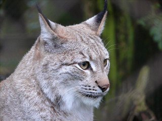 Lynx boréal - son 2