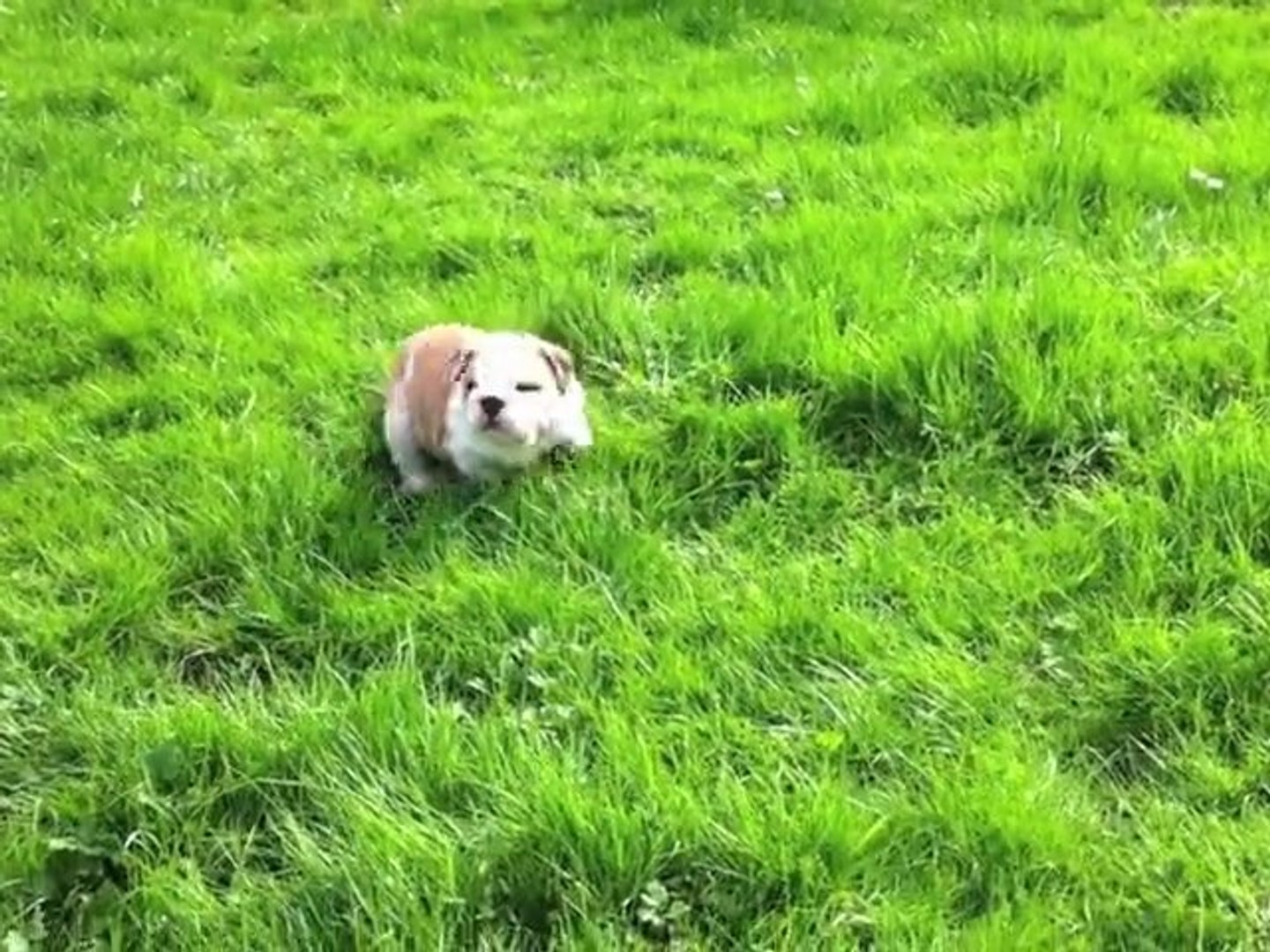 ⁣British so British - Myfairbull : Krunchnuts (Male 6 weeks old)