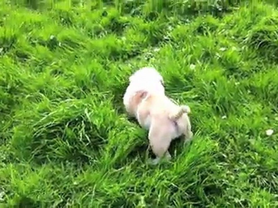 Kisslips