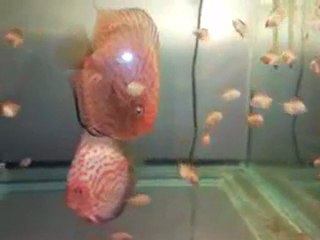 eş discus yavrularıyla