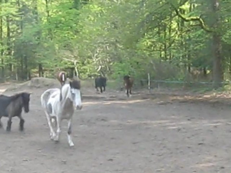 Les shets au pré ♥