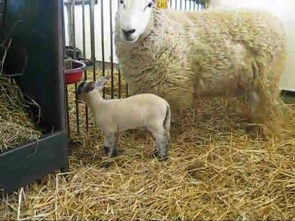 See newborn lambs drinking from their mothers
