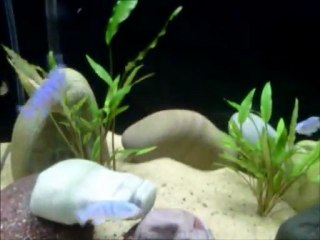 Kenyi ve Ice Blue Yavrularim