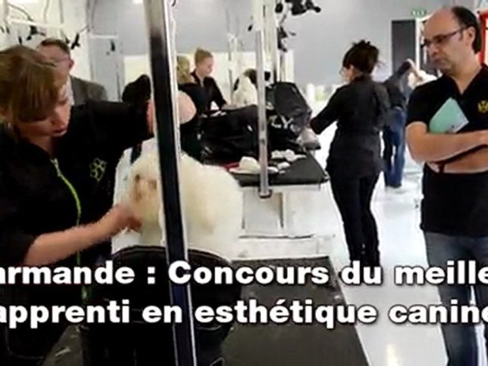 Marmande : Concours du meilleur apprenti d'esthétique canine