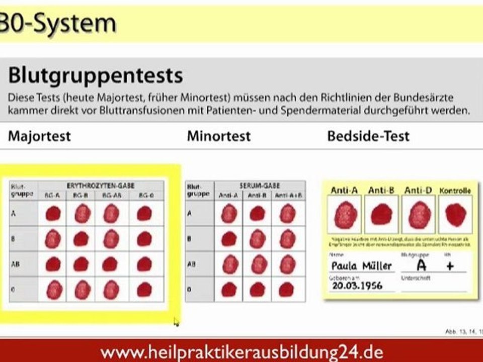 Die Blutgruppen - Teil 2