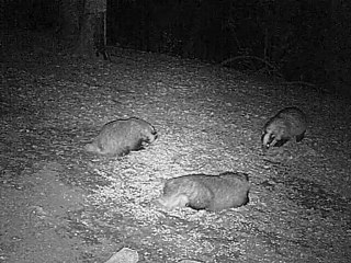 reunion tupperware en foret