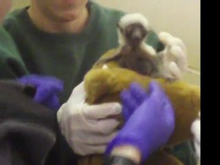 Sifaka Baby - Maryland Zoo in Baltimore