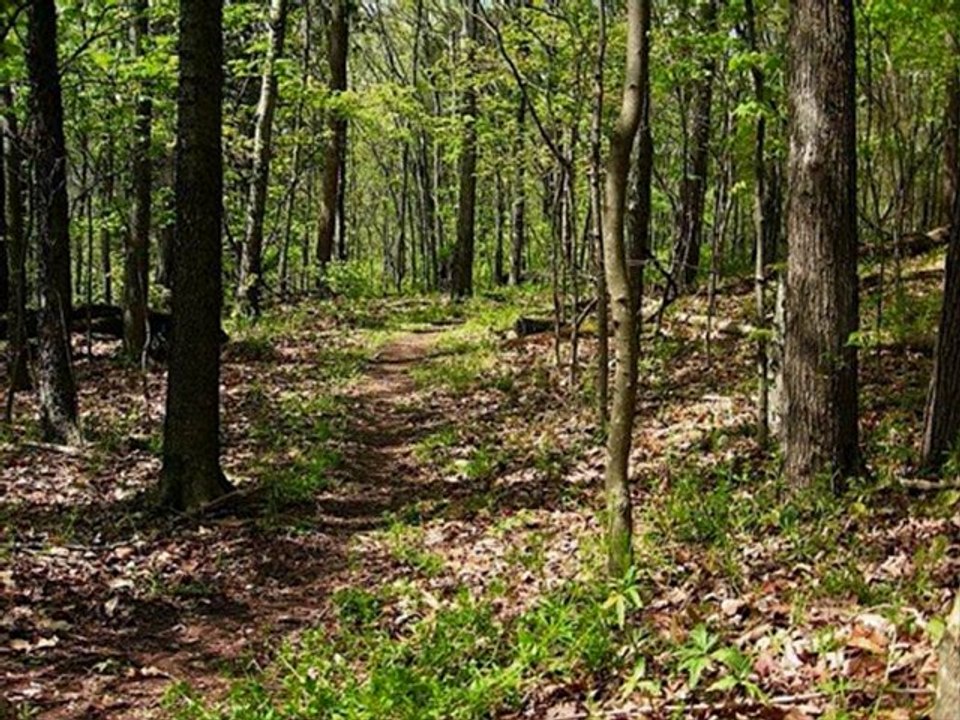 LE PAYS DES ENFANTS DE LA TERRE ET LA DEESSE DES ARBRES