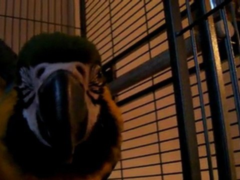 Lola, mon ara ararauna : petite séance de caresse