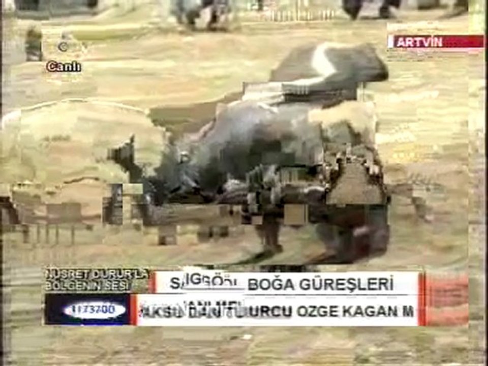 Sarıgöl- Boğa- Güreşleri- 2011-www.artvinliyiz.net