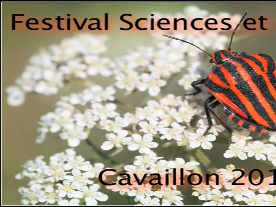 diaporama photos d'insectes 3 / Festival Sciences et Fictions  - Cavaillon 2011