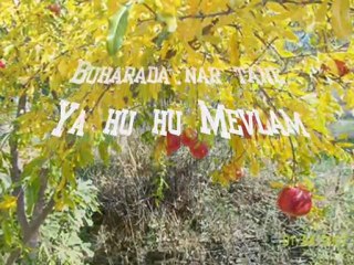 Mehmet Gökce Buharada Gül Varmi