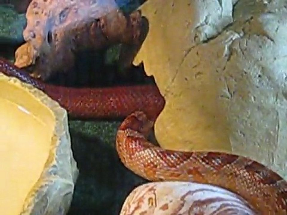 Corn snakes rocking on Nirvana
