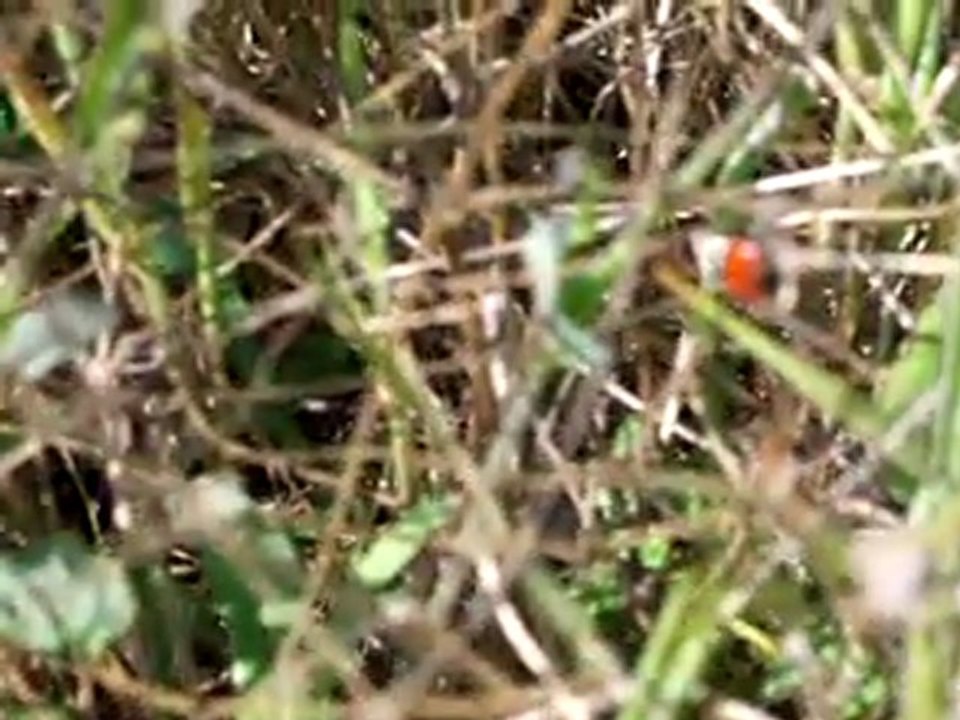 LA COCCINELLE
