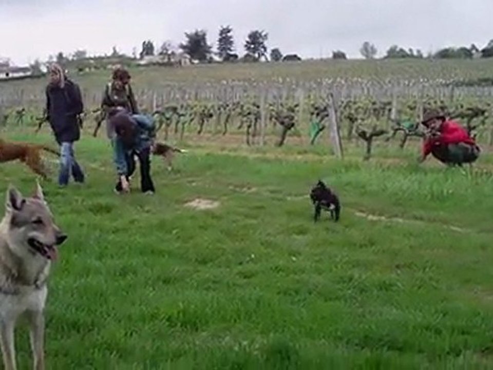 chien loup tchecoslovaque en balade