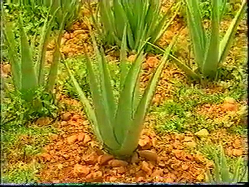 Forever Living Türkiye'nin Videoları- aloe vera tanıtım