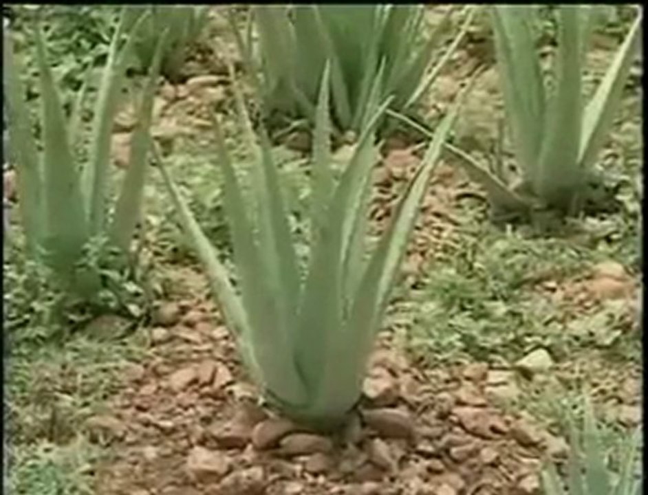 Forever Living Türkiye'nin Videoları- aloe vera üretim aşamaları- organik tarım