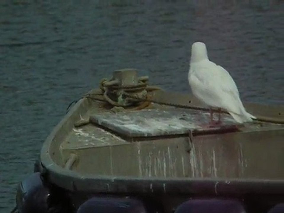 Goéland bourgmestre Le Conquet le 15 avril 2011